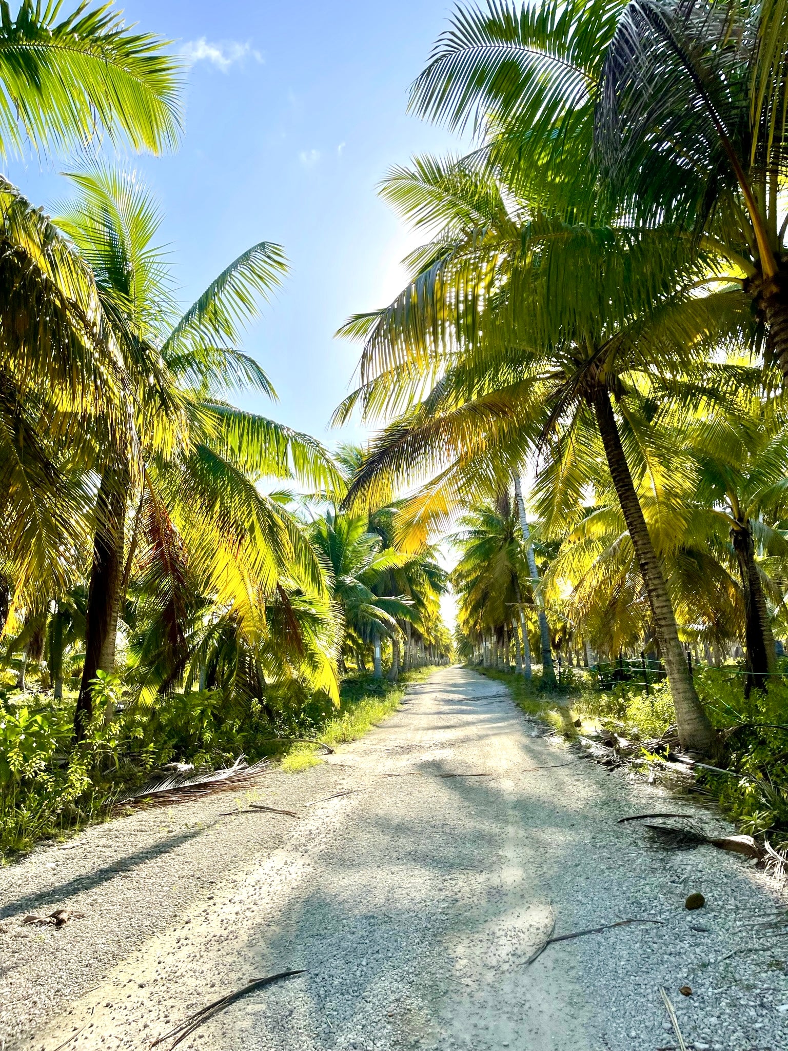 Paved road flanked by tall palm trees under a clear blue sky