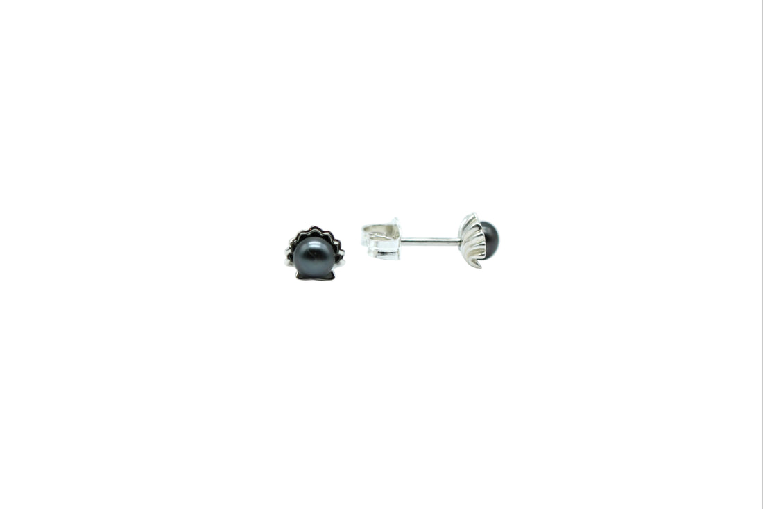 Small black keshi pearl earrings sitting in a shell shaped post with a white background